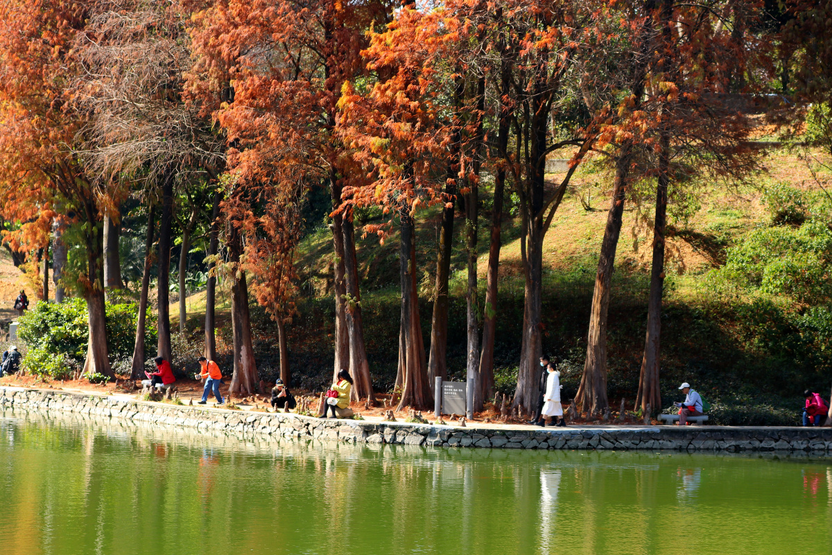 广州白云山红杉树林