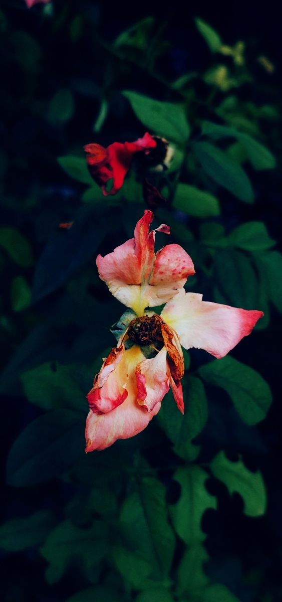 月季系列～残花.