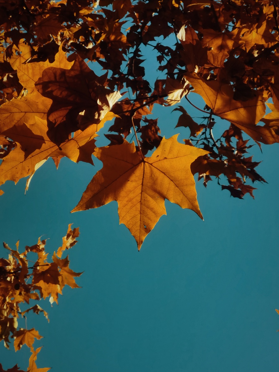 法国梧桐最后的辉煌