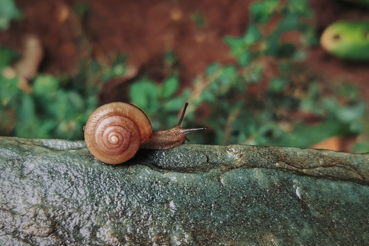 雨后蜗牛