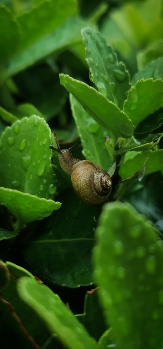 雨后蜗牛