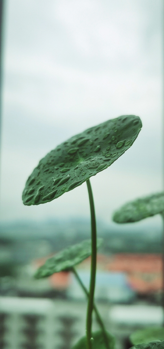 雨中铜钱草
