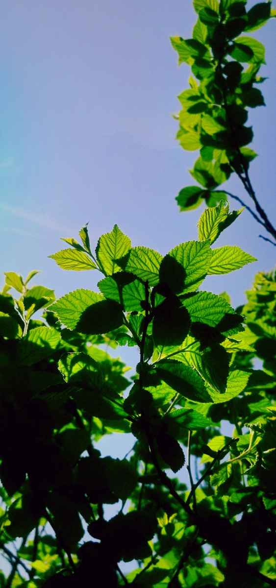 新叶系列毛樱桃树