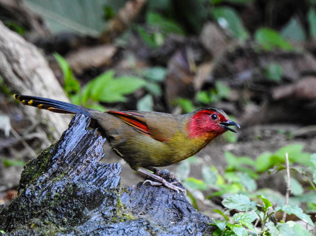 红翅薮鹛 - alken-z - 图虫