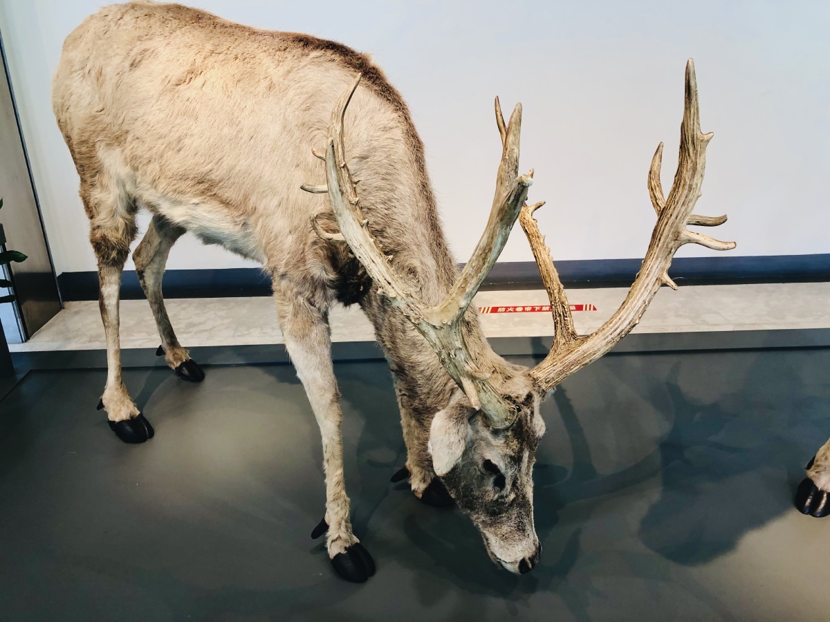 上海自然博物馆动物标本纪实街拍