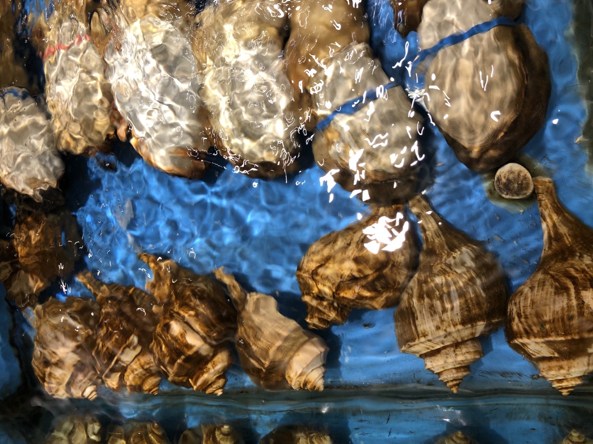 海鲜贝壳鱼纪实街拍