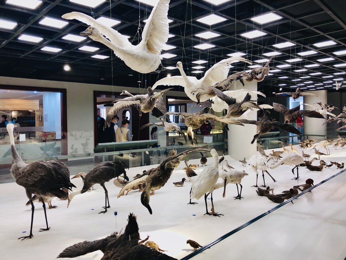 上海自然博物馆展品鸟设计摆放纪实