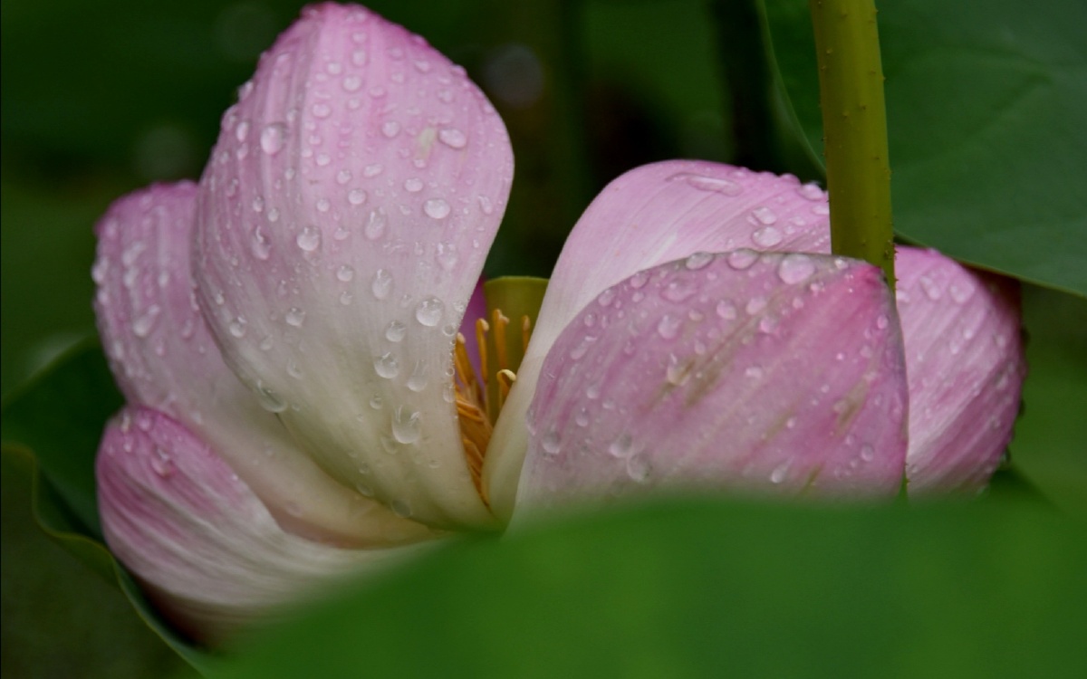 雨后荷花