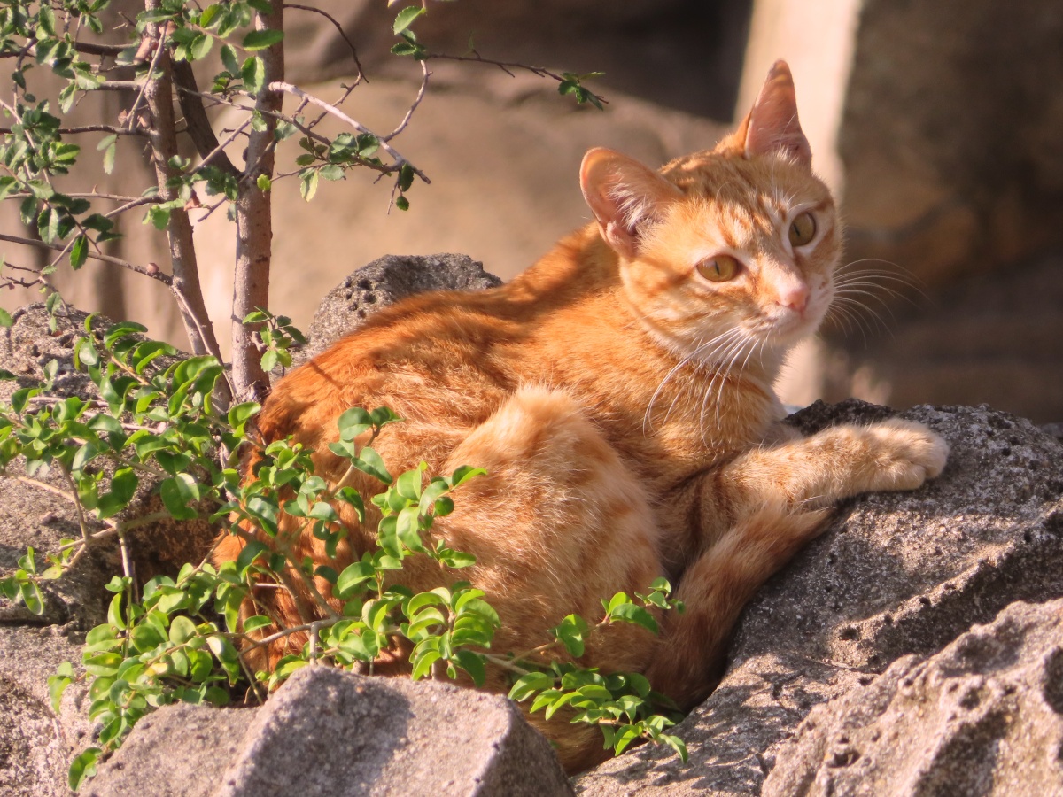 冬日公园里晒太阳的喵星人