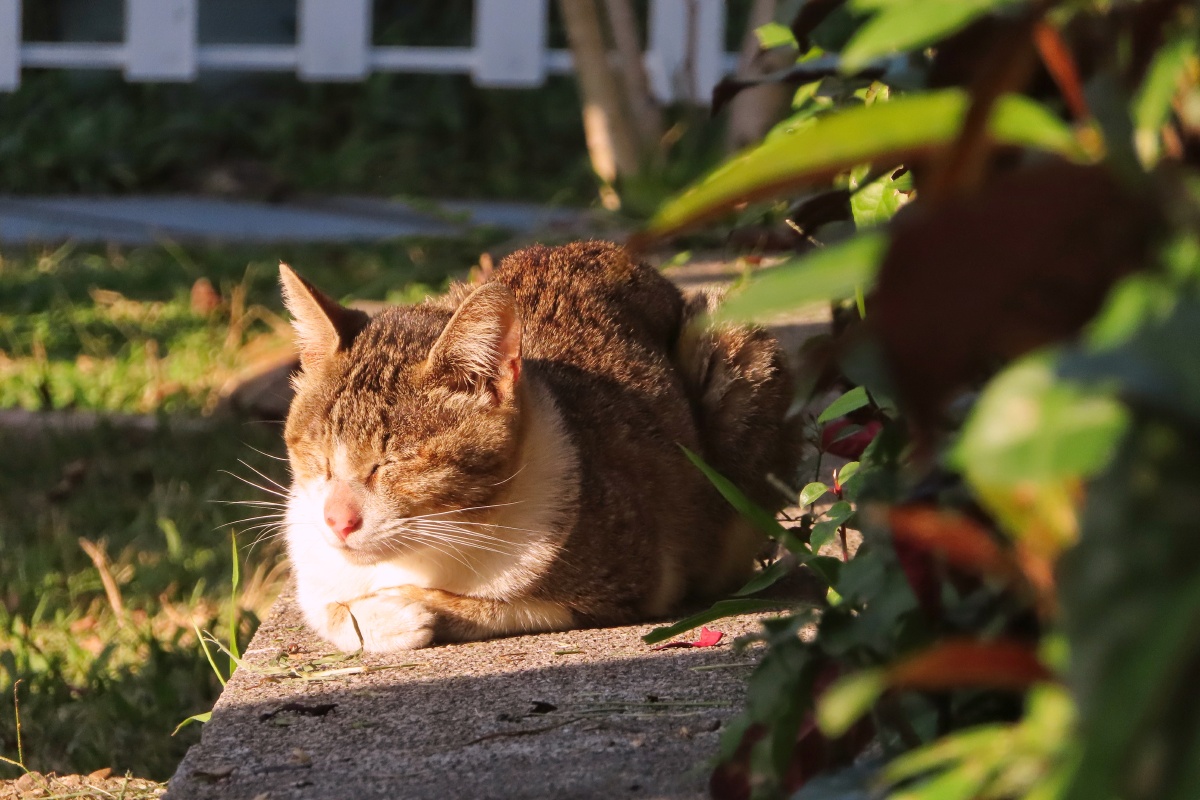 冬日公园里晒太阳的喵星人