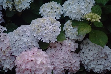 3F3A5539-C2E9-4098-A473-82D12CBF5B5A/L0/001