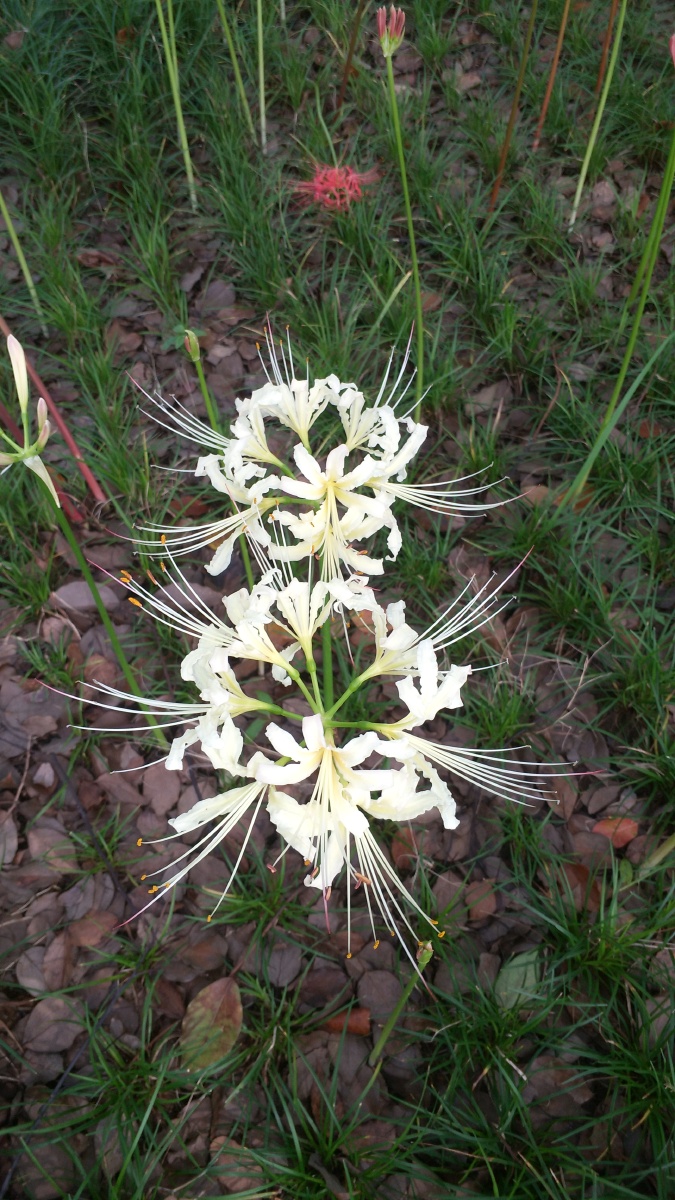 彼岸花花叶两不见