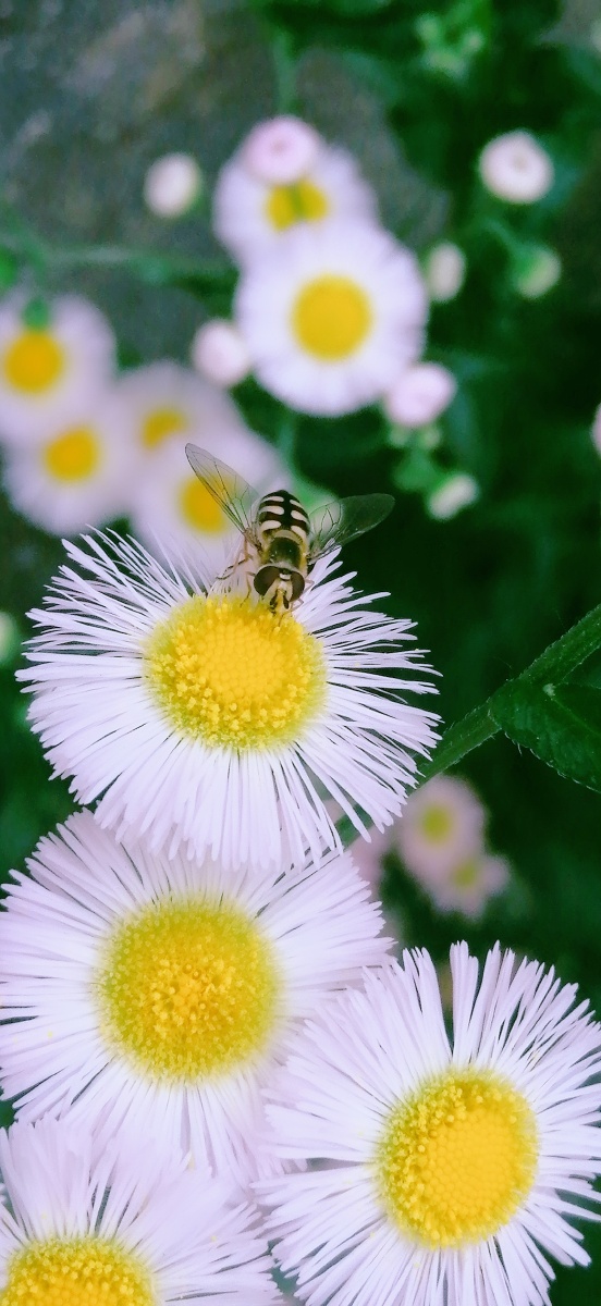 做一只勤劳的小蜜蜂,采蜜,嗡嗡嗡～ - echo在德国 - 图虫