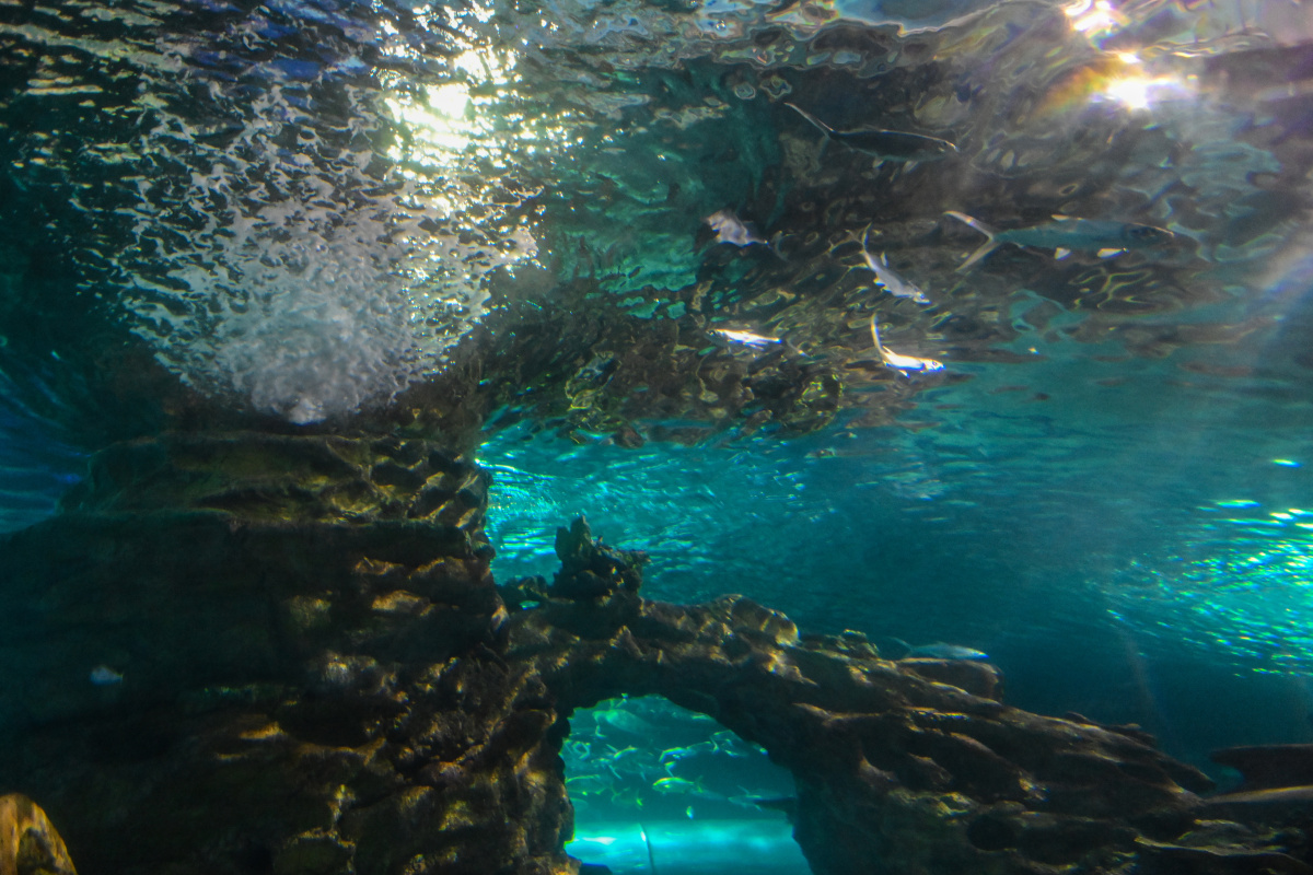 太平洋海洋世界博览