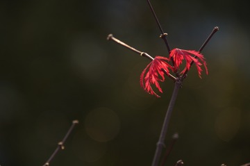 1020426