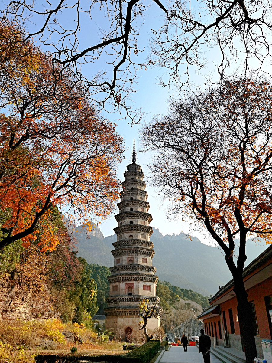 秋韵- 森林狮王157612343309901 - 图虫