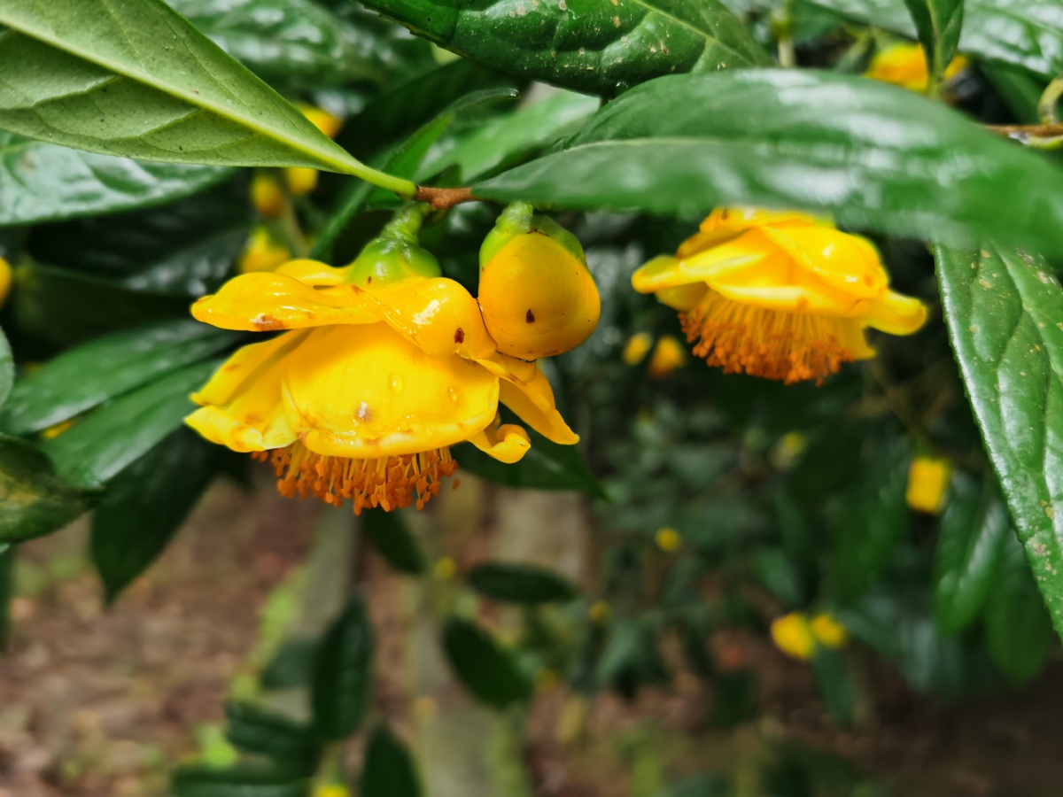 国宝金花茶——植物足的大熊猫 - 风月无边980 - 图虫