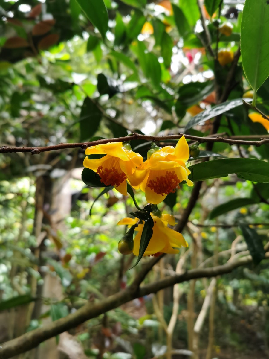 国宝金花茶——植物足的大熊猫 - 风月无边980 - 图虫