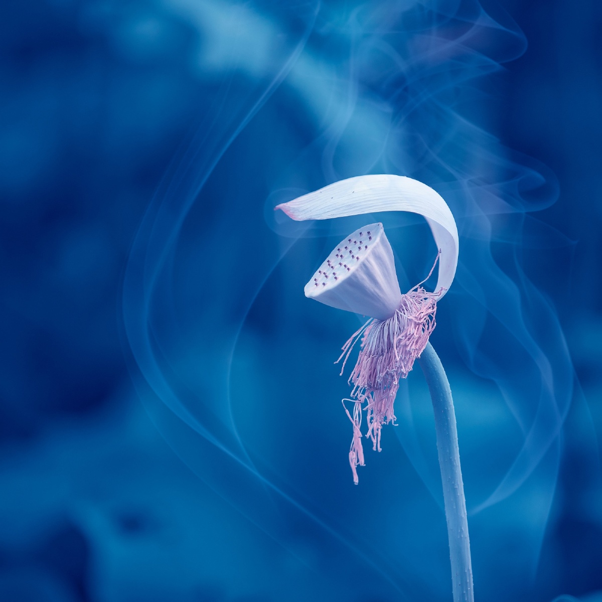 刘影萍《禅韵》