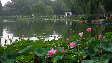 LX嘴酱P6225152