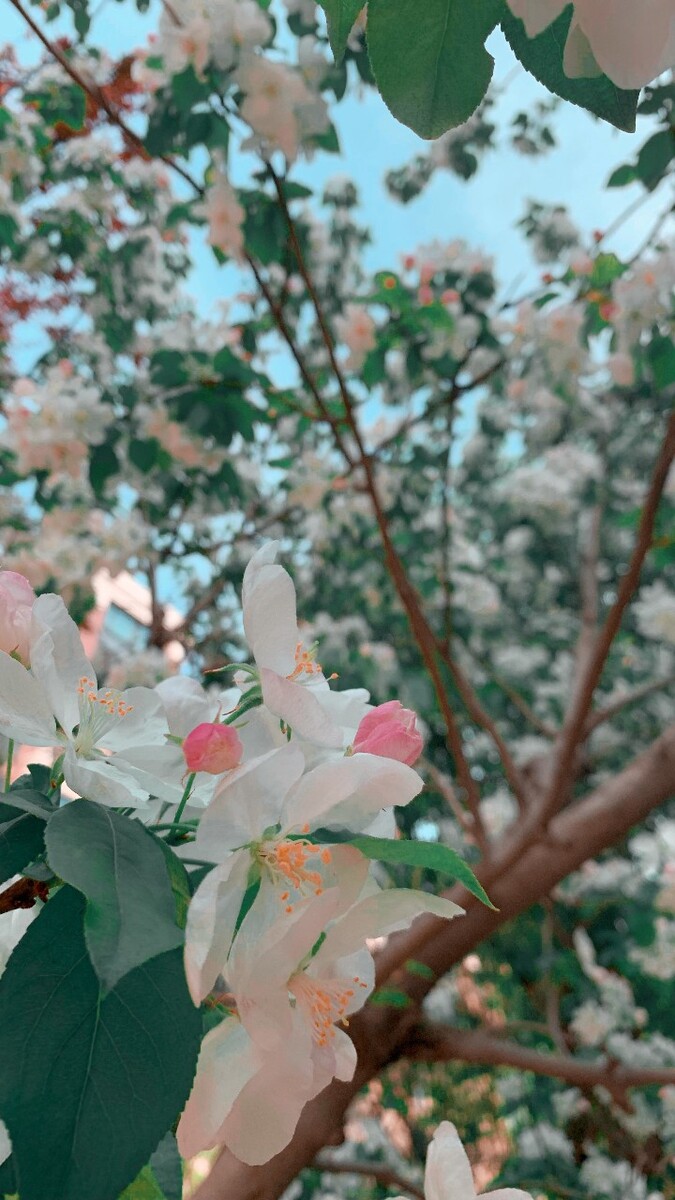 未容桃李占年华<br />
——宋·陆游《梨花》