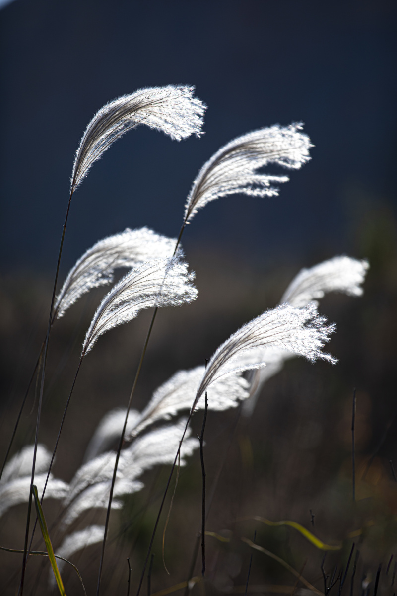 芦花,背景,壁纸