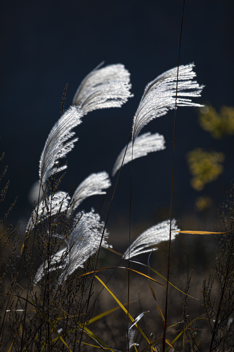 芦花,背景,壁纸
