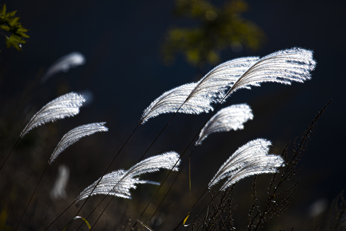 芦花,背景,壁纸