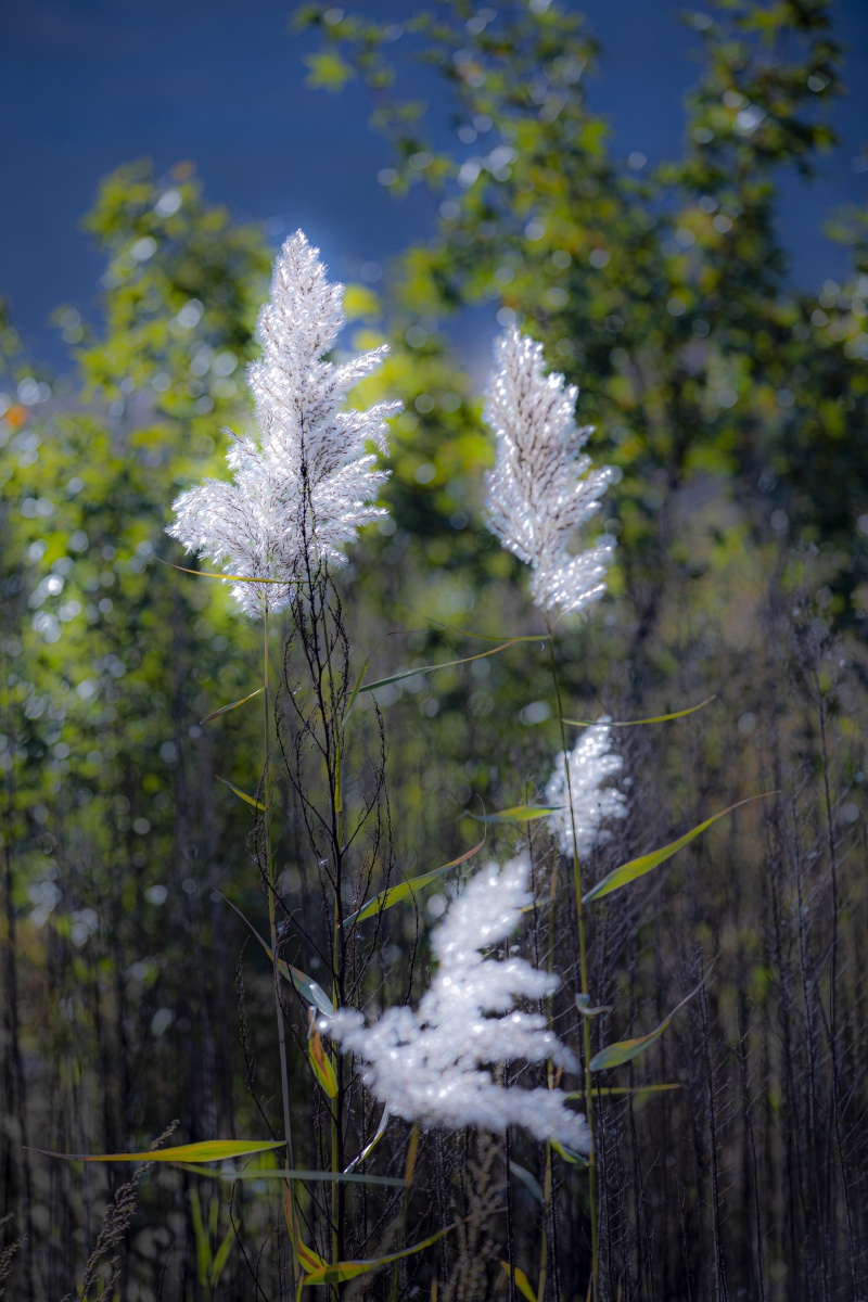 芦花,背景,壁纸