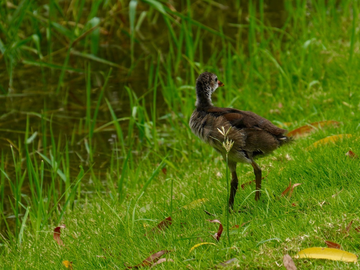 湿地里的黑水鸡仔