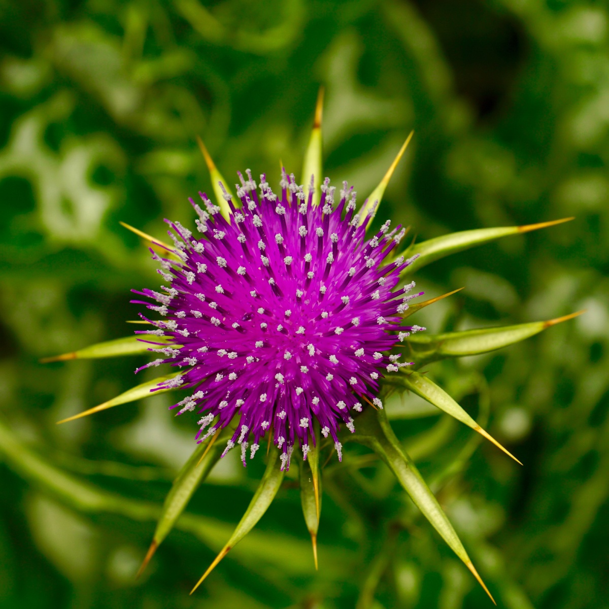 草本植物水飞蓟