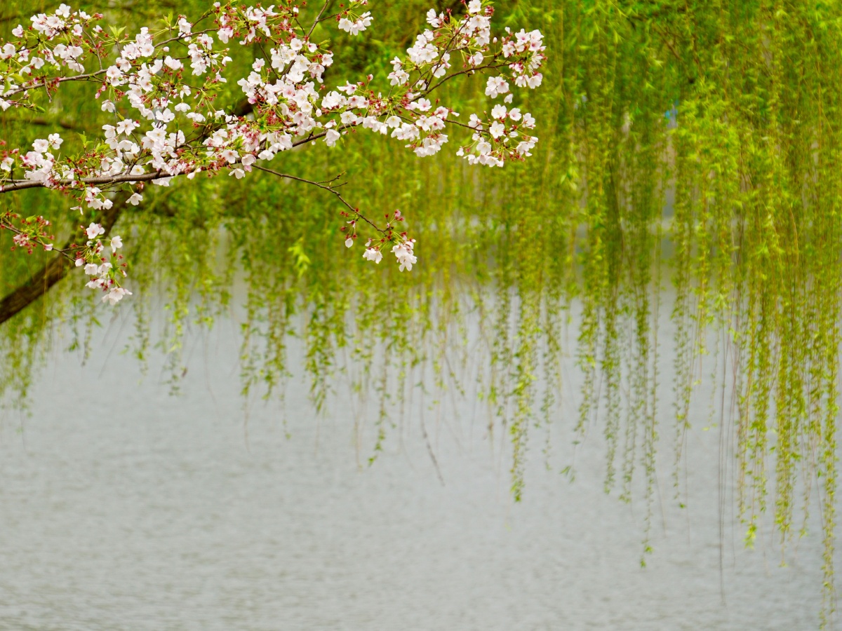 春分时节盛开的樱花和发芽的柳条