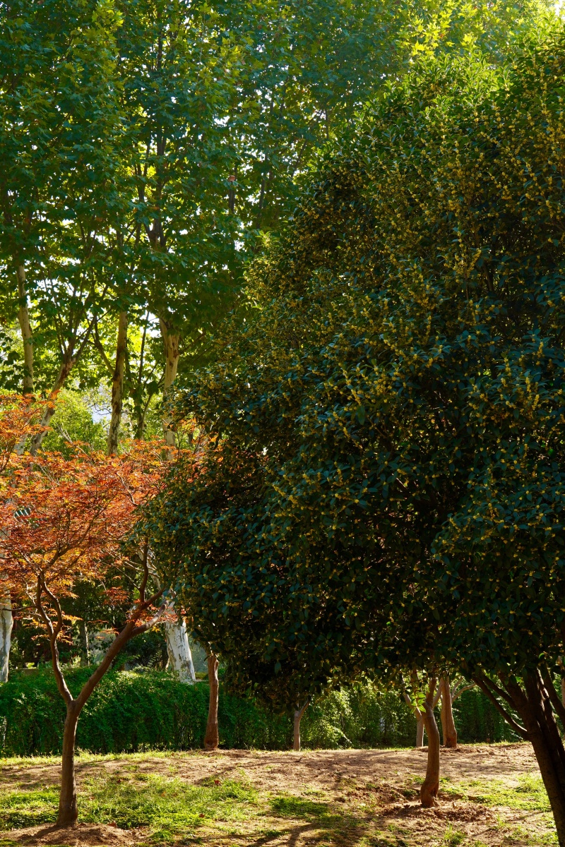 桂花与红叶 - 猎犬 - 图虫