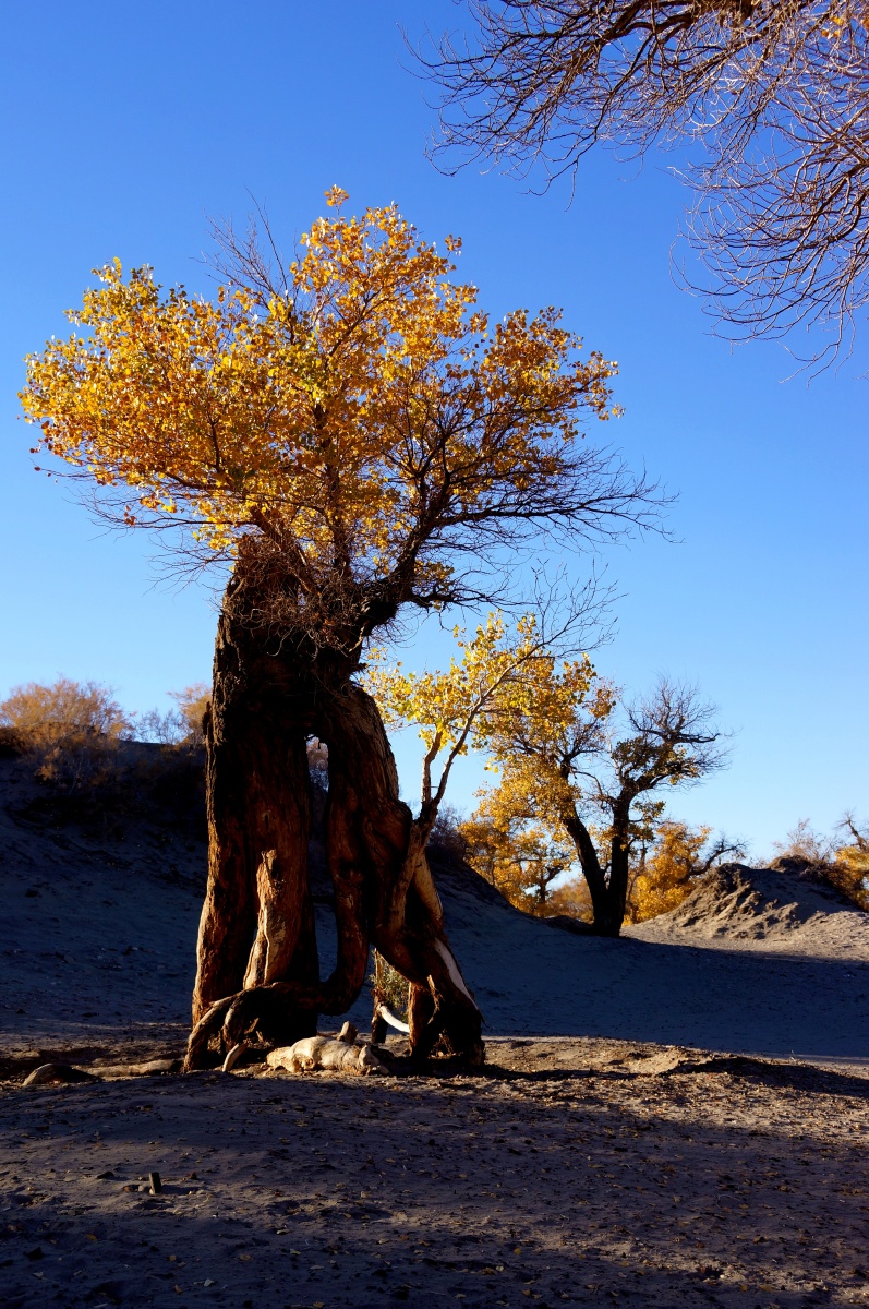 图为生长于干旱沙漠地区的英雄树—胡杨树,见证生命的顽强和奇迹.