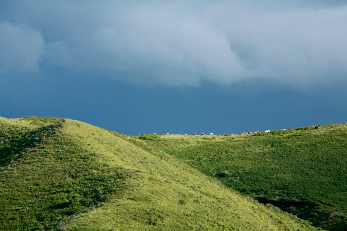 绿草如茵的山坡