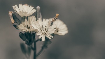 8115
