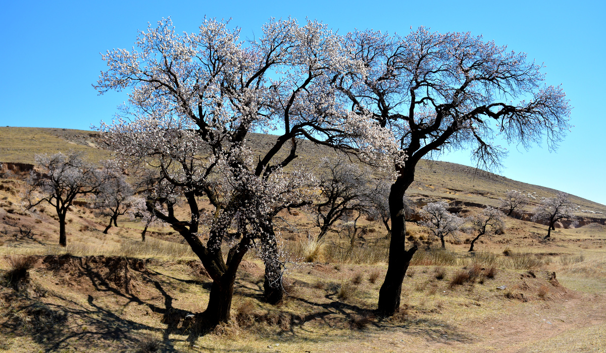 山西省大同市新荣区助马堡2