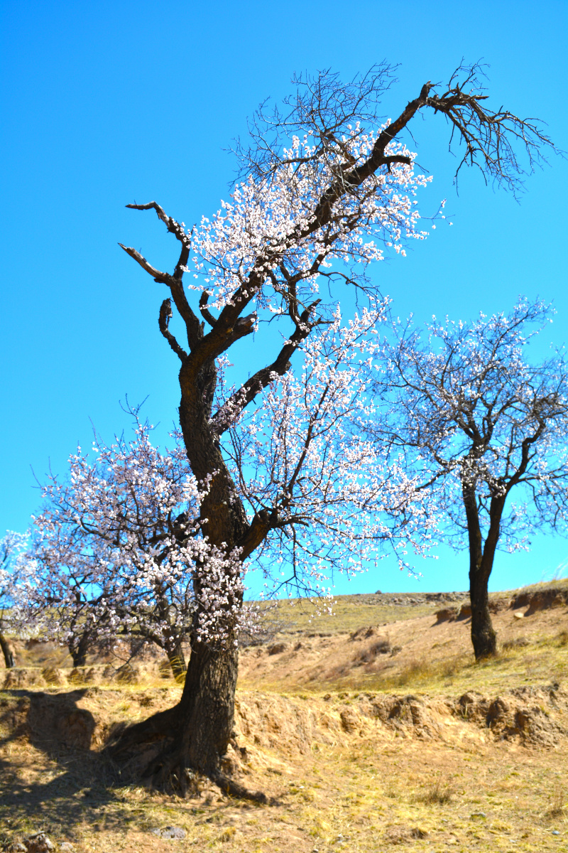 山西省大同市新荣区助马堡2