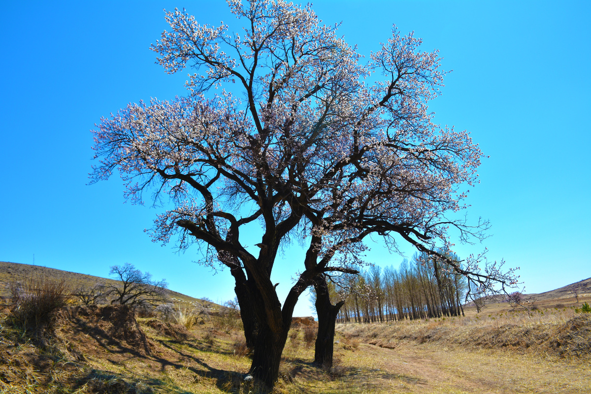 山西省大同市新荣区助马堡2