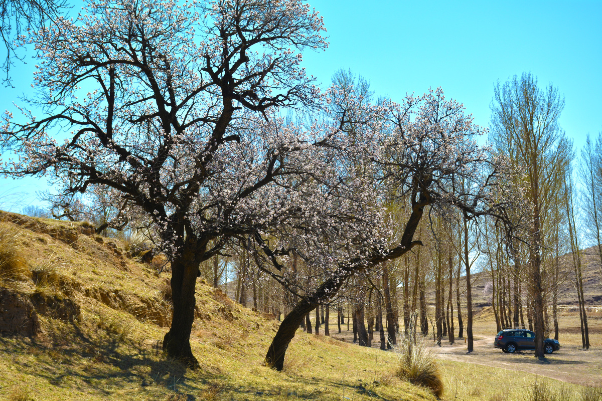 山西省大同市新荣区助马堡2