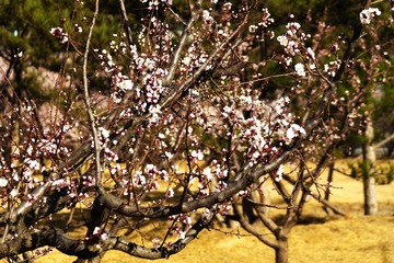 SAM_5947