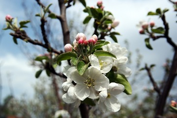 SAM_1483