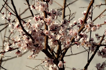 SAM_6012