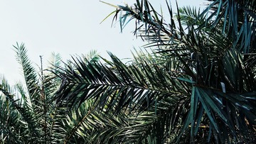SAM_3698-01