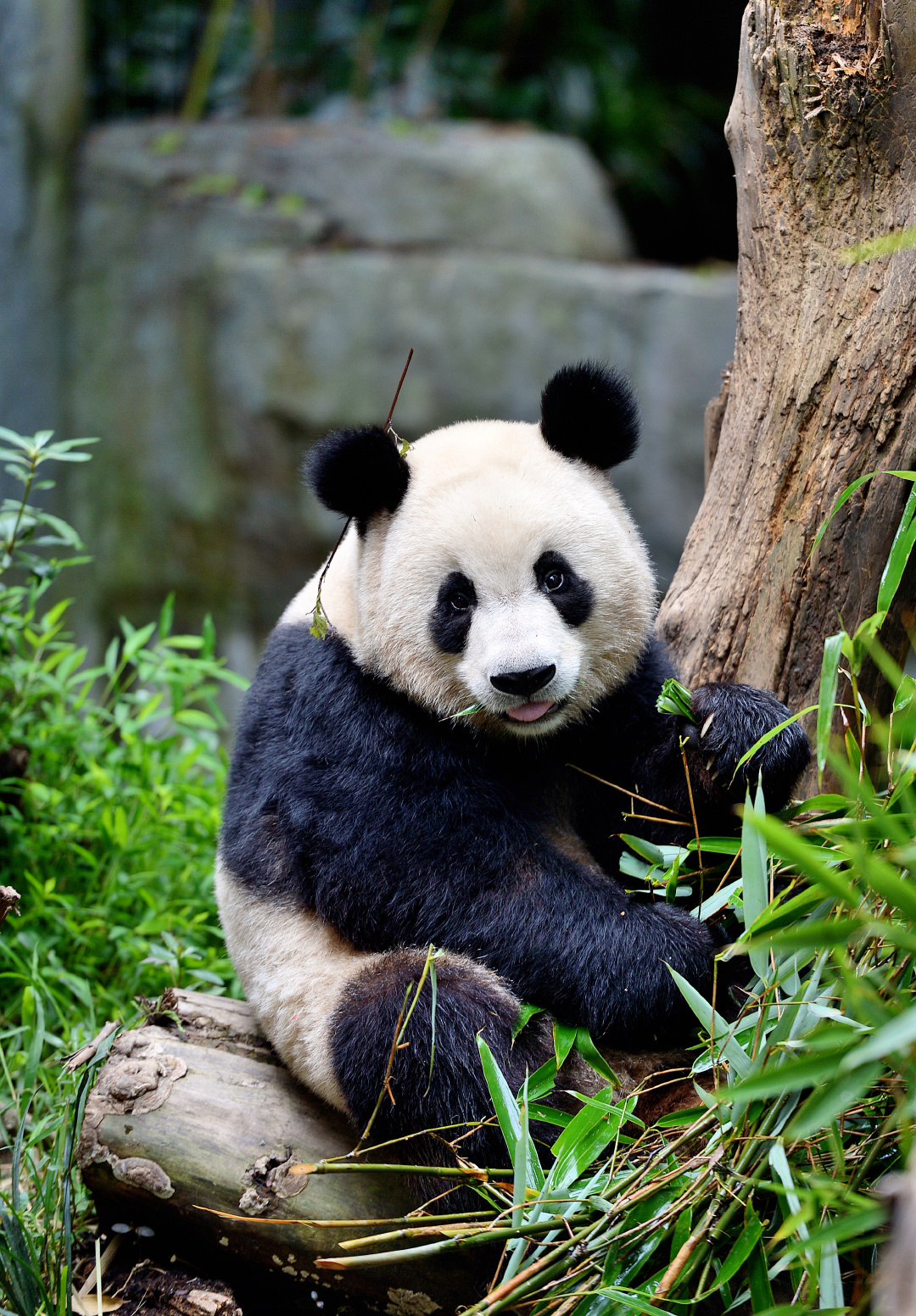 网红大熊猫金宝