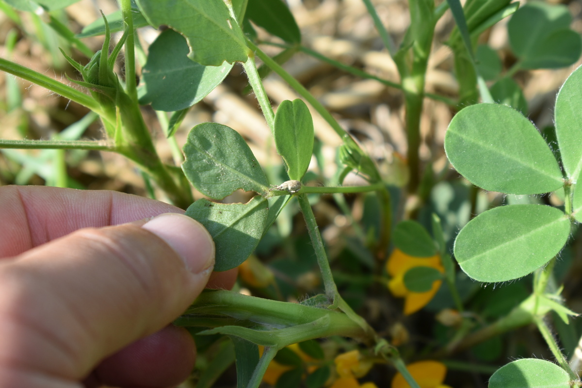 花生开花时节叶子上的昆虫