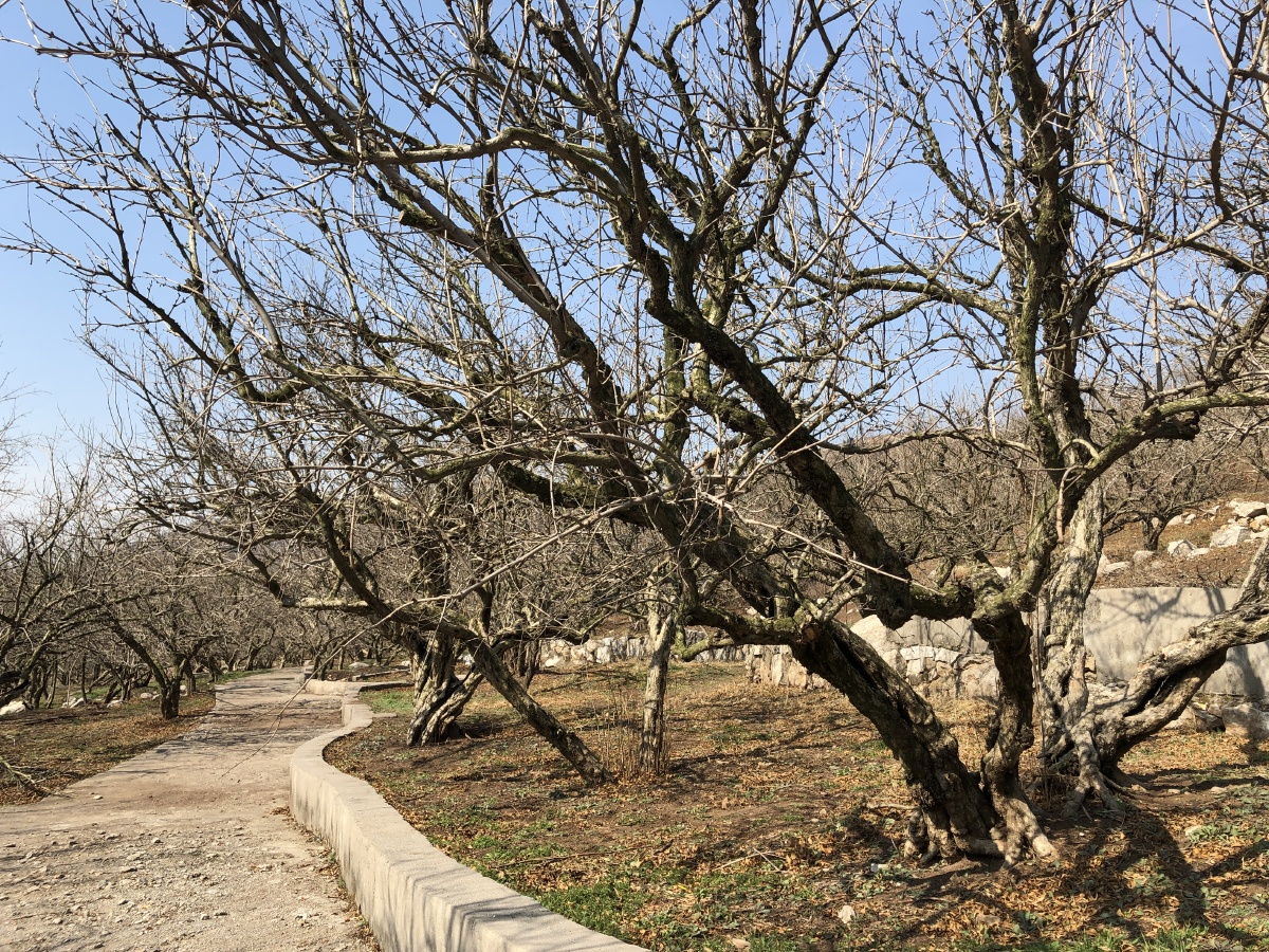 安徽淮北冬季光秃秃的明清石榴园古石榴树