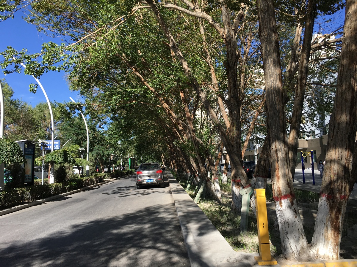 青海格尔木市区绿树成荫堪称高原绿城