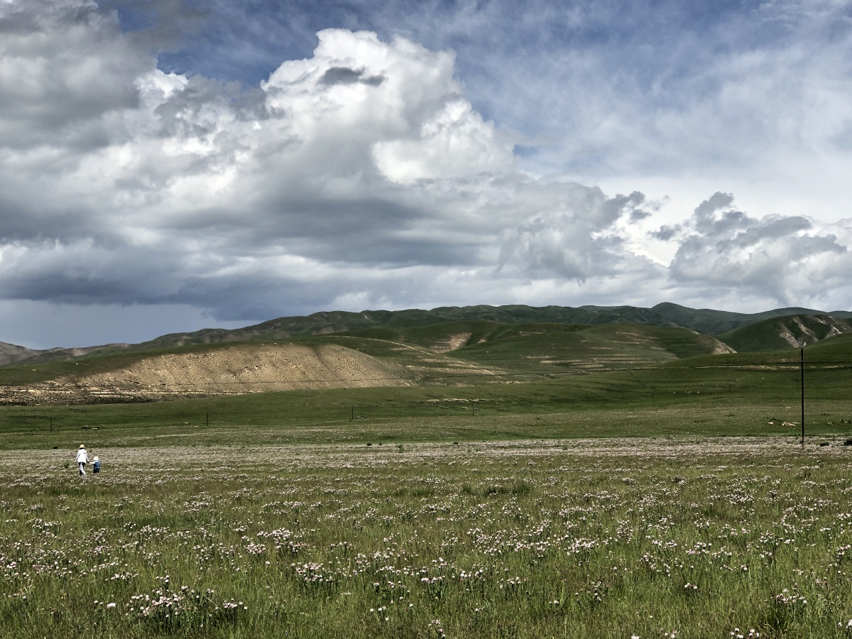 甘肃甘南藏族自治州夏河县七月的草原