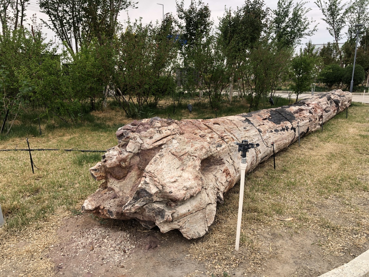 硅化木木化石,位于新疆吉木萨尔县五彩湾新区内,这是几百万年至几亿年